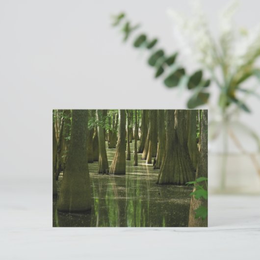 Cypress Swamp Briefkaart (Staand voorkant)