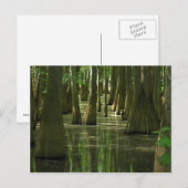 Cypress Swamp Briefkaart (Voorkant / Achterkant)