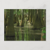 Cypress Swamp Briefkaart (Voorkant)