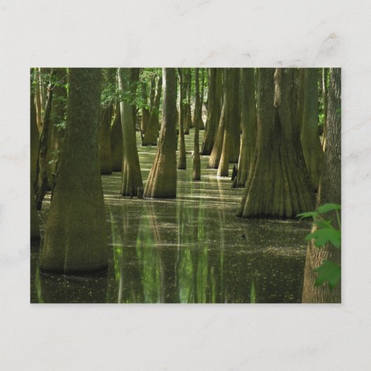 Cypress Swamp Briefkaart (Voorkant)