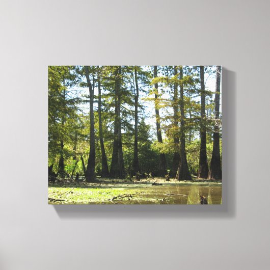 Cypress Swamp Landschap Canvas Afdruk (Voorkant)
