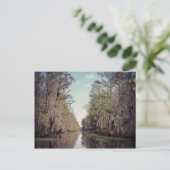 Cypress Swamp : Louisiana Briefkaart (Staand voorkant)