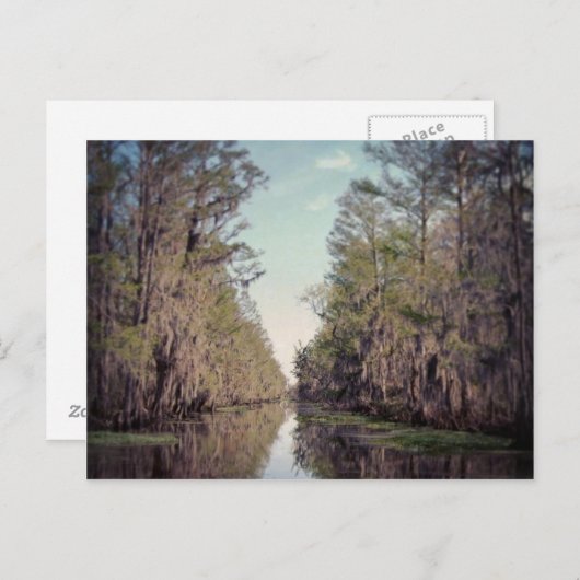 Cypress Swamp : Louisiana Briefkaart (Voorkant / Achterkant)