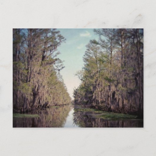 Cypress Swamp : Louisiana Briefkaart (Voorkant)