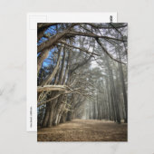 Cypress Tree Tunnel, Californië Briefkaart (Voorkant / Achterkant)