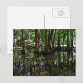 Cypress Trees 2 Briefkaart (Voorkant / Achterkant)