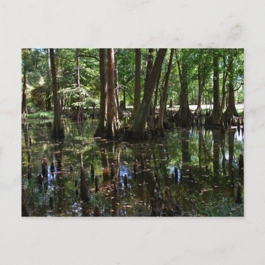 Cypress Trees 2 Briefkaart (Voorkant)