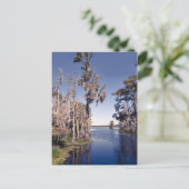 Cypress Trees Briefkaart (Staand voorkant)