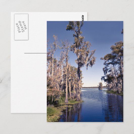 Cypress Trees Briefkaart (Voorkant / Achterkant)