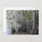 Cypress Trees Briefkaart (Voorkant / Achterkant)