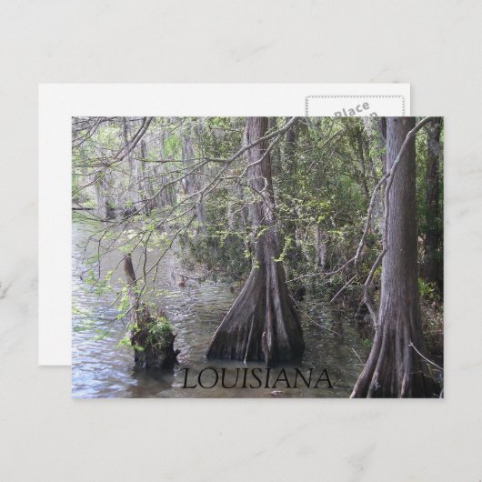 Cypress Trees Briefkaart (Voorkant / Achterkant)