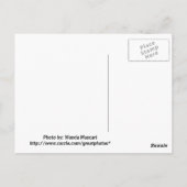 Cypress Trees Briefkaart (Achterkant)