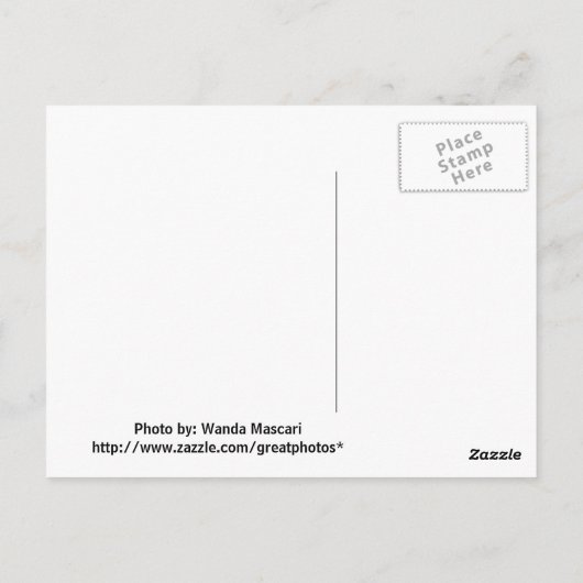 Cypress Trees Briefkaart (Achterkant)