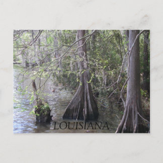 Cypress Trees Briefkaart