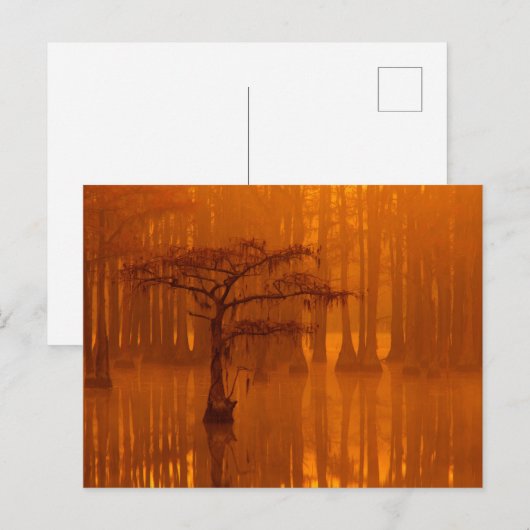 Cypress Trees | George Smith State Park Briefkaart (Voorkant / Achterkant)