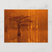 Cypress Trees | George Smith State Park Briefkaart (Voorkant)