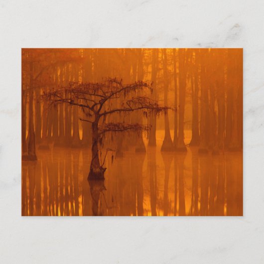Cypress Trees | George Smith State Park Briefkaart (Voorkant)
