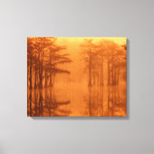 Cypress Trees George Smith State Park Canvas Afdruk (Voorkant)
