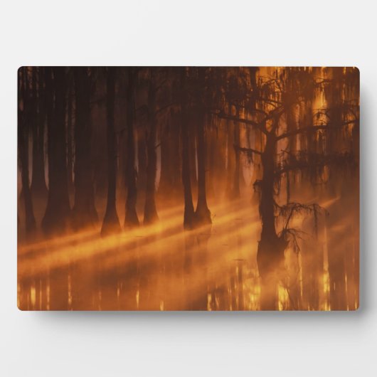 Cypress Trees | George Smith State Park Fotoplaat (voorkant)