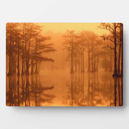 Cypress Trees George Smith State Park Fotoplaat (voorkant)