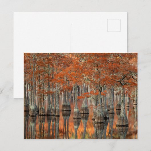 Cypress Trees | George Smith State Park, Georgia Briefkaart (Voorkant / Achterkant)