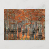 Cypress Trees | George Smith State Park, Georgia Briefkaart (Voorkant)