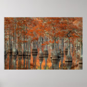 Cypress Trees | George Smith State Park, Georgia Poster (Voorkant)