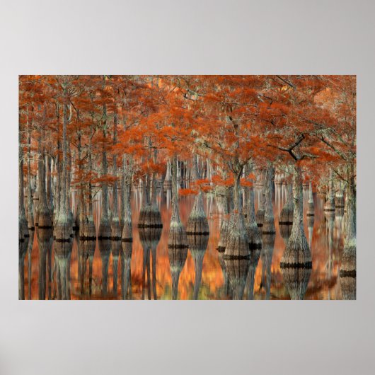 Cypress Trees | George Smith State Park, Georgia Poster (Voorkant)