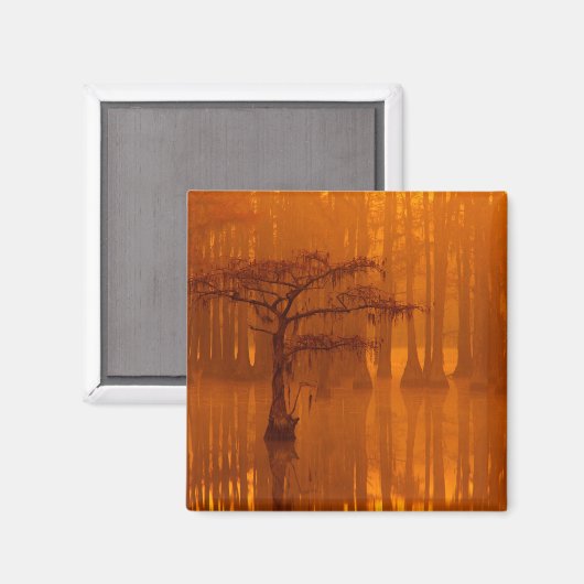 Cypress Trees | George Smith State Park Magneet (Voorkant / Achterkant)
