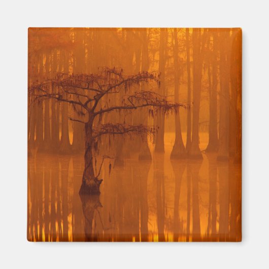 Cypress Trees | George Smith State Park Magneet (Voorkant)