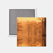 Cypress Trees George Smith State Park Magneet (Voorkant / Achterkant)