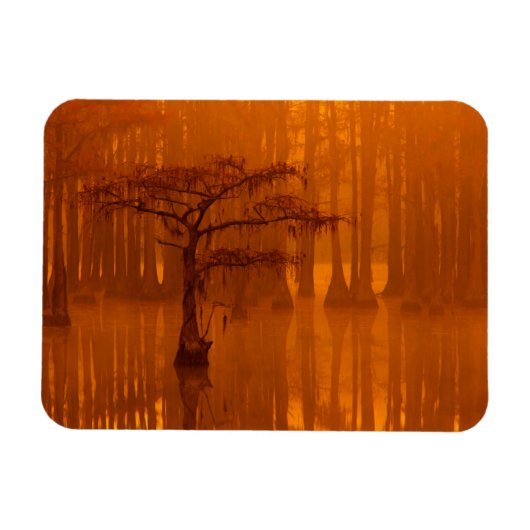 Cypress Trees | George Smith State Park Magneet (Horizontaal)