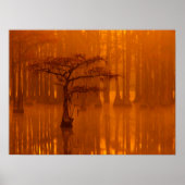 Cypress Trees | George Smith State Park Poster (Voorkant)