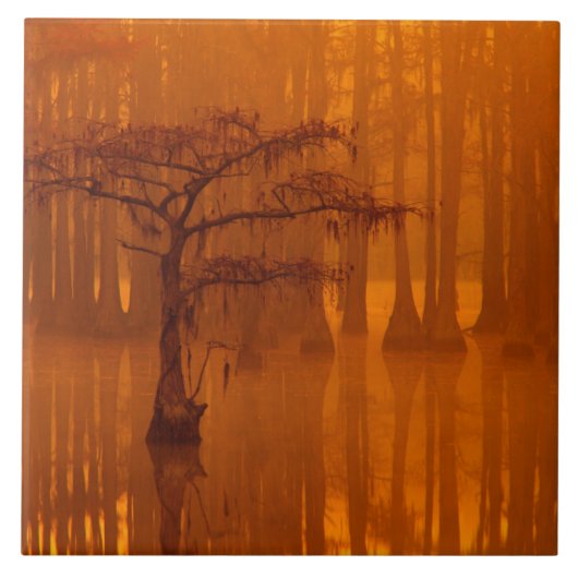 Cypress Trees | George Smith State Park Tegeltje (Voorkant)