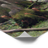 Cypress Trees in het moeras Poster (Hoek)