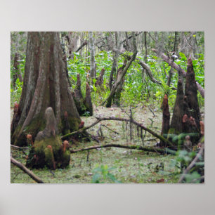 Cypress Trees in het moeras Poster