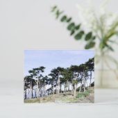 Cypress Trees in Sutro Park, San Francisco Briefkaart (Staand voorkant)
