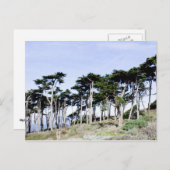 Cypress Trees in Sutro Park, San Francisco Briefkaart (Voorkant / Achterkant)
