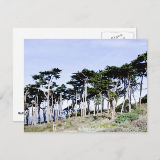 Cypress Trees in Sutro Park, San Francisco Briefkaart (Voorkant / Achterkant)