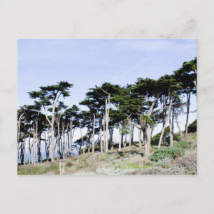 Cypress Trees in Sutro Park, San Francisco Briefkaart