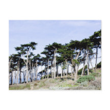 Cypress Trees in Sutro Park, San Francisco