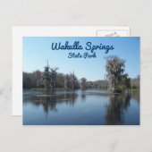 Cypress Trees in Wakulla Springs State Park Briefkaart (Voorkant / Achterkant)