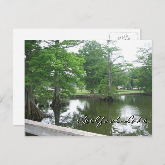 Cypress Trees op het meer van Reelfoot Briefkaart (Voorkant / Achterkant)