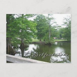 Cypress Trees op het meer van Reelfoot Briefkaart