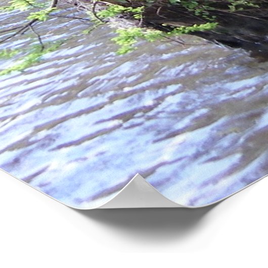 Cypress Trees Poster (Hoek)