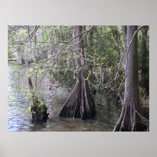 Cypress Trees Poster (Voorkant)