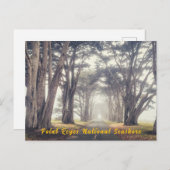 Cypress Tunnel in Mist Briefkaart (Voorkant / Achterkant)