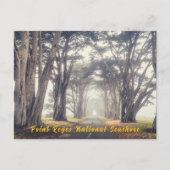 Cypress Tunnel in Mist Briefkaart (Voorkant)