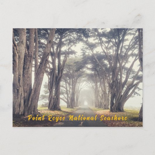 Cypress Tunnel in Mist Briefkaart (Voorkant)
