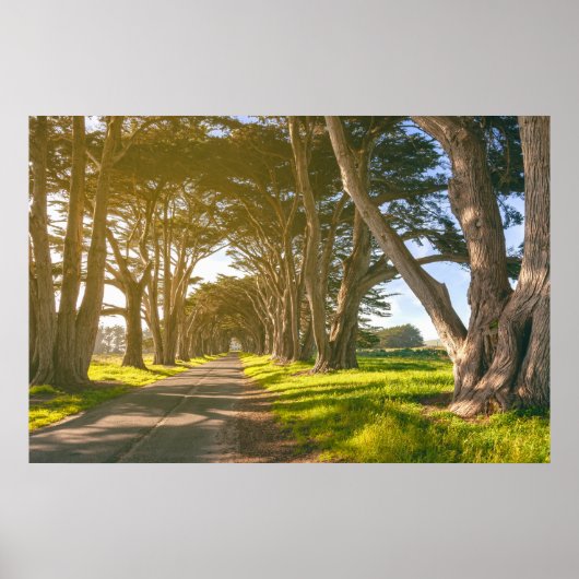 Cypress Tunnel Poster (Voorkant)